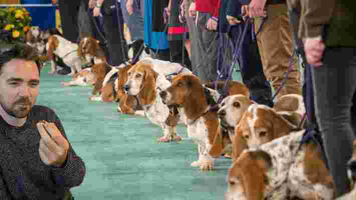 We tested CBD dog treats so your hound didn’t have to